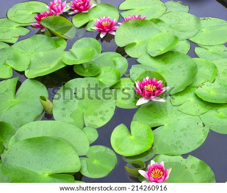 This beautiful water lily or lotus flower is complemented by the rich colors of the deep blue water surface. Saturated colors and vibrant detail make this an almost surreal image.