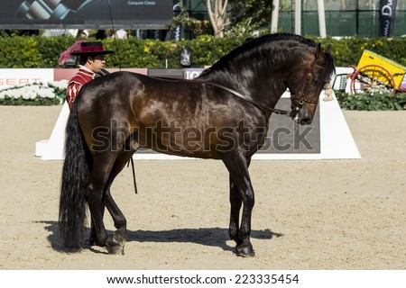 BARCELONA, SPAIN - OCTOBER 11: Flamenco Equestrian Show at the 103rd CSIO event at the Real Club de Polo Barcelona, on October 11, 2014, in Barcelona, Spain.