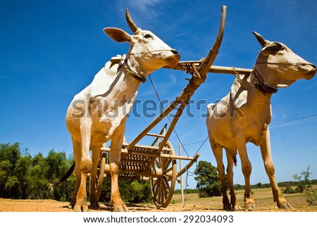 Labor bulls Cambodia. Agriculture Cambodia is not developed! For thousands of years farmers worked the land her hands to the plow harnessed oxen hardworking.