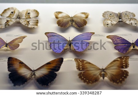 MOSCOW - NOV 14: Collection of butterflies at The State Darwin Museum in Moscow on November 14. 2015 in Russia