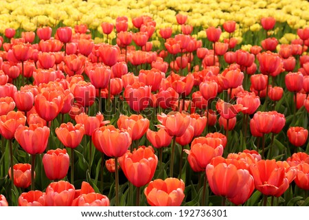 Spring tulips in full bloom at the Tulip Festival in Ottawa, Canada