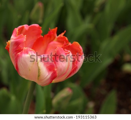 Close up of a single pink tulip in bloom, Apricot Parrot variety, at the Tulip Festival in Ottawa, Canada.