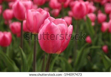 Spring tulips in full bloom at the Tulip Festival in Ottawa, Canada
