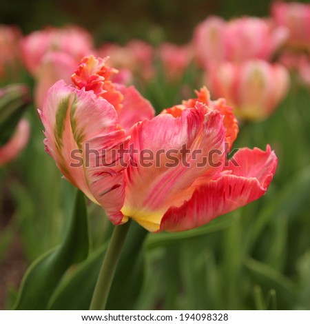 Closeup of a tulip, Apricot Parrot variety, at the Tulip Festival in Ottawa, Canada