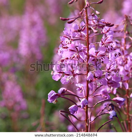 Fireweed, Yukons floral emblem since 1957