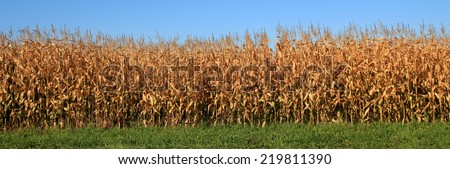 Corn field in the fall