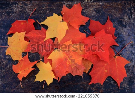 Maple leaves background. Red, orange and yellow maple leaves on brown rustic metal background.
