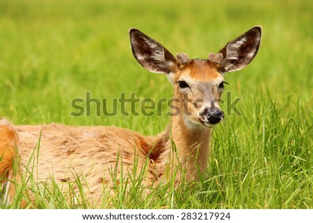 White-tailed deer lying in the grass