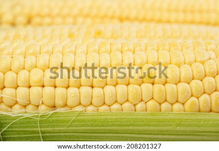 Yellow corn background, abstract backgrounds, harvest season, healthy organic nutrition, maize cob, golden textured wallpaper, fresh prepared grain, tasty vegetable, vegetarian meal