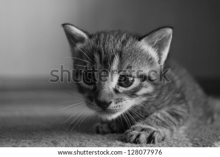 gray kitten in black and white photo tehnic. ISO 200, D3000