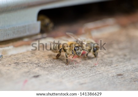 bees on platform keeping apiary