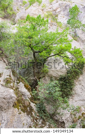 tree growing from rock in Moravic canyon in Sokobanja, Serbia