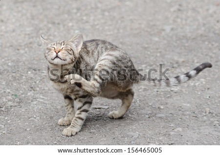 tigerish cat scratching