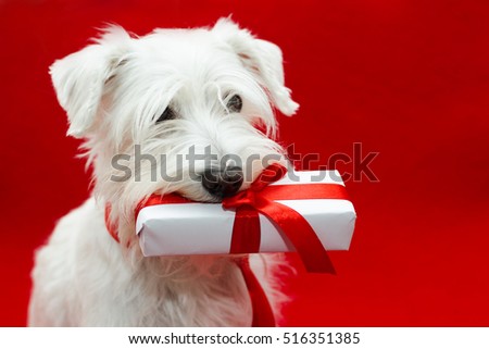 Dog with gifts on red background
