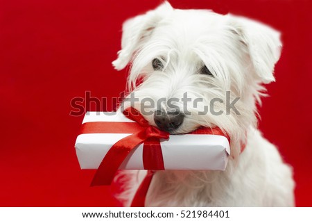 Dog with Christmas gifts on red background