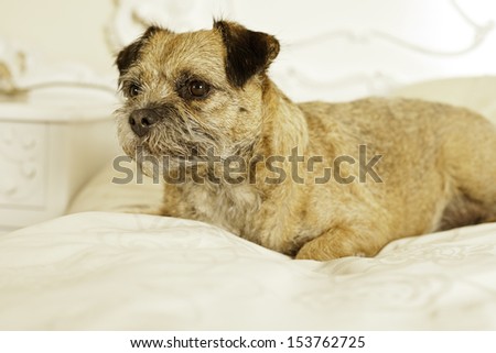 adorable border terrier lying on a bed