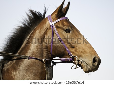 beautiful head-shot of a horse