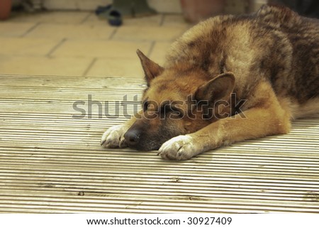 german shepherd cross-breed dog