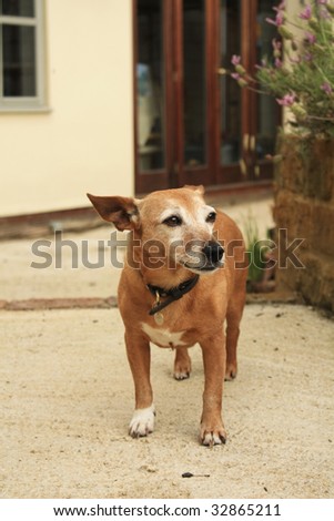 Irish Jack Terrier