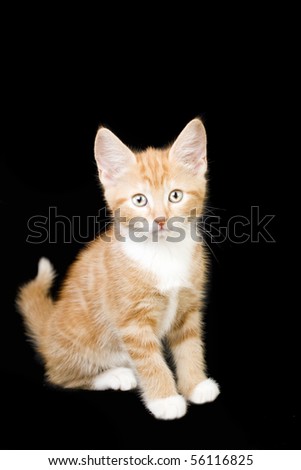 stock photo : studio portrait of a cute ginger and white kitten