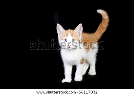 stock photo : cute ginger and white kitten in a studio portrait on black 