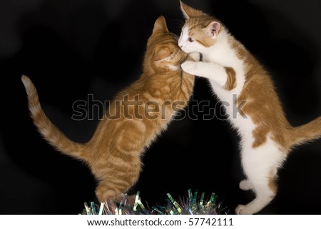 2+Kittens+Fighting