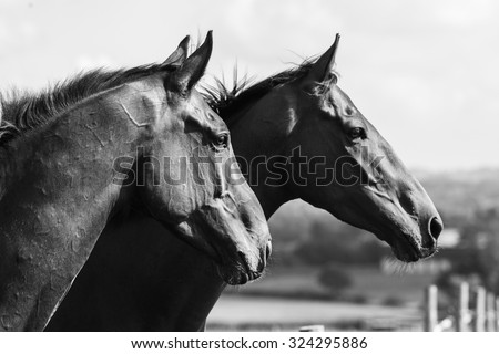 Head-shot of two beautiful horses in a field, monochrome