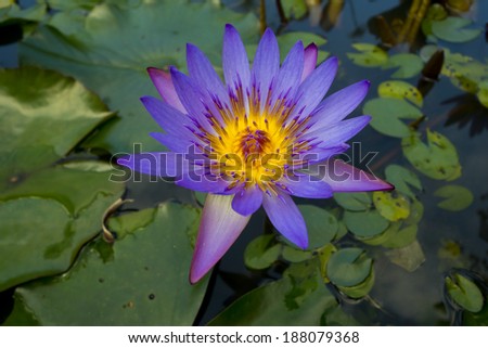 Lotus Flower and Lily Pads in a Pond