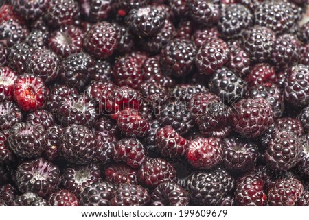 Black raspberry, background. Focal point on line at the first 1/3 image