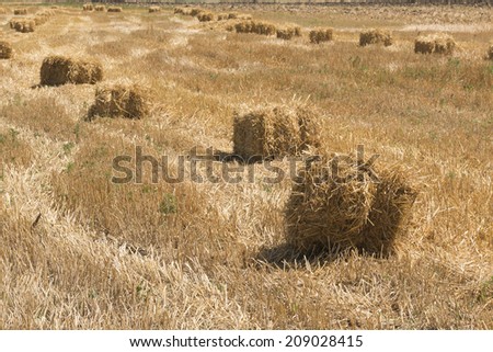 Haystacks in the field after harvest in summer day