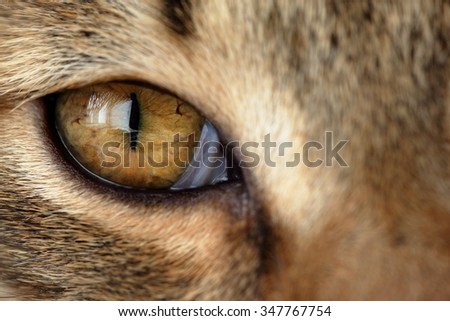 Yellow eye of the domestic cat with reflection of window