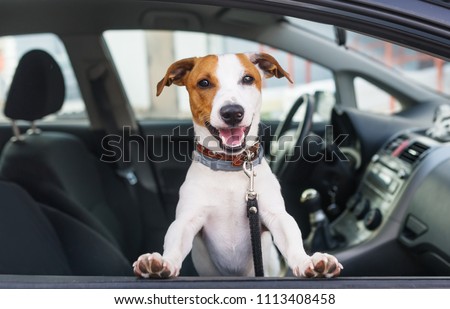 Cute dog sit in the car on the front seat. Closeup