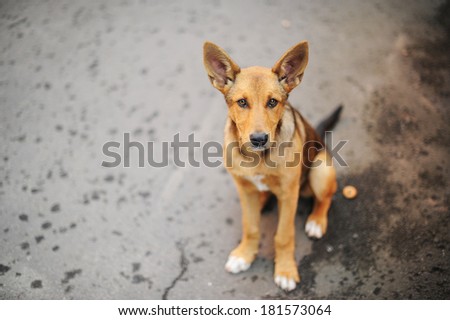 Red dog with large ears and kind eyes