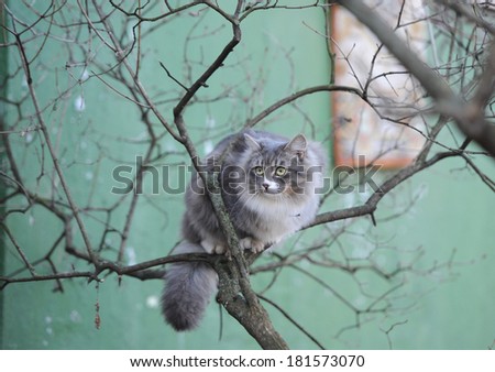 the fluffy gray cat sits sits on a tree branch