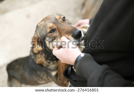 tender feelings of the owner and devoted dog