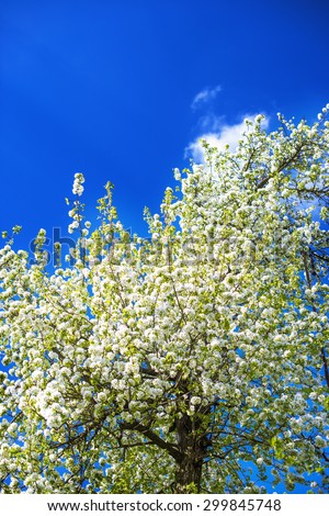 apple blossom tree sky green leaves thin twigs spring garden