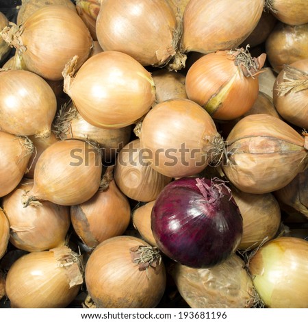 red onion on a background of white onions