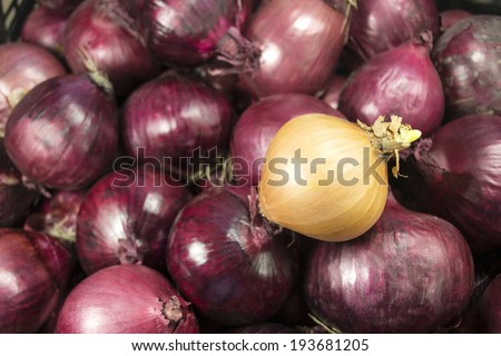 white onions on a background of red onion