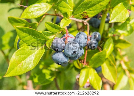 A medium shot of a field of Blueberries