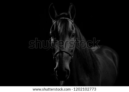 Portrait of Colombian Creole horse, in studio