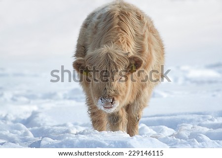 Cow in the snow. Young cow with winter fur in sunny snow around Christmas. This animal is crossbreed between Charolais and Highland cattle.