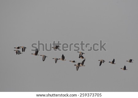 Flying geese on a natural sky background, easy to isolate for copy space. It is migration of Greater White-fronted Goose (Anser albifrons). This specie distributed in USA, Canada, UK, Europe and Asia.