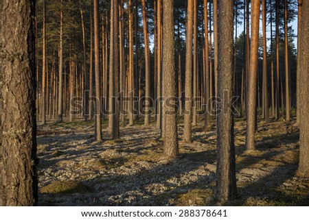 Pine forest in sunsets. Image characteristic for scots pine forests on sandy soils in northern Europe: Sweden, Finland, Baltic states etc. Forest stand structure is typical for commercial forests.