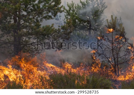Pine forest fire. Appropriate to visualize wildfires or prescribed burning of forest in Europe and Asia:UK, Scandinavia, Russia, Baltic states, mountain forests, woods of conifers in any country.