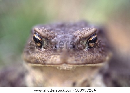 Angry eyes of toad. Metaphor for feelings and grimaces as anger, bossy, scary, to illustrate unpleasant, obnoxious, angry man or woman, or rituals of magic and witchery, and it is nice garden animal.