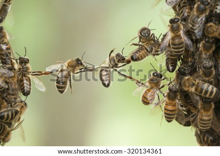 Bees making a chain to combine two bee swarm parts in one. Teamwork of bees bridging the gap. Behavior of bees.