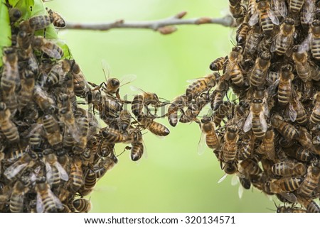 Bees unit two parts of bee swarm to combine two bee swarm parts in one. Teamwork of bees bridging the gap. Behavior of bees.