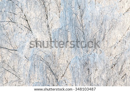 Trees in winter. Birch branches covered by white frost. White Christmas background, copy space.