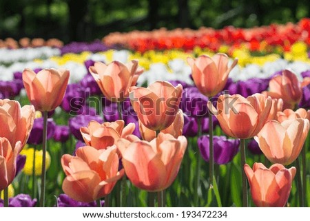 Beautiful multi color tulip flowers field closeup