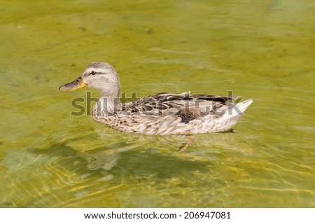 Duck swimming in the green pond closeup